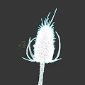 Realistic Botanical Illustration of Spiky Thistle Plant on Dark Background
