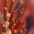 Red Grilled Shrimp Skewers Arranged On Bamboo Sticks For Serving
