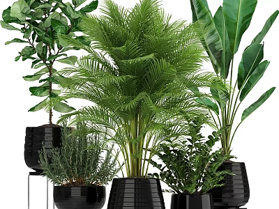 Various Green Foliage Decorative Plant Arrangement With Black Planters And Indoor Plants 3d model