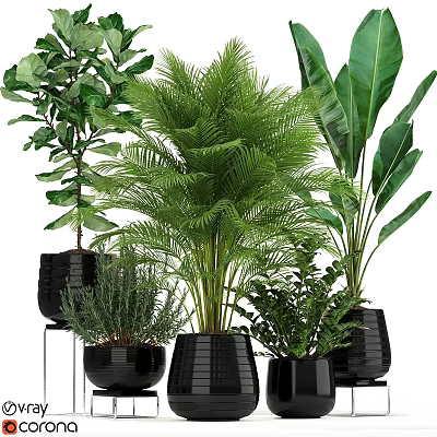 Various Green Foliage Decorative Plant Arrangement With Black Planters And Indoor Plants 3d model