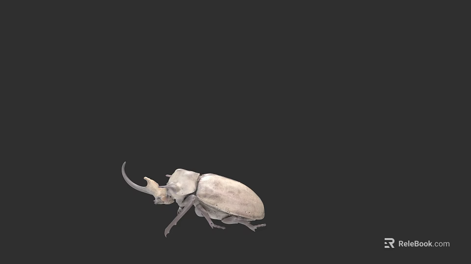 Close Up Detailed White Beetle With Long Horns Isolated On Black Background 3d model 