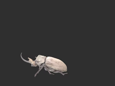 Close Up Detailed White Beetle With Long Horns Isolated On Black Background 3d model