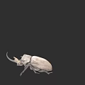 Close Up Detailed White Beetle With Long Horns Isolated On Black Background