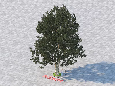 Lush Green Arbor With Dense Foliage In White Tree Pit On Square Tile Paved Ground 3d model