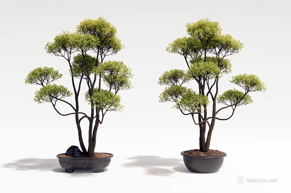 Two Artistic Bonsai Trees with Lush Foliage in Black Pots Against White Background 3d model 