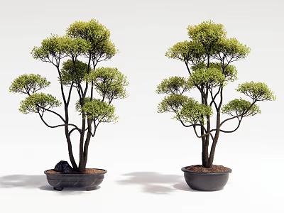 Two Artistic Bonsai Trees with Lush Foliage in Black Pots Against White Background 3d model