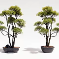 Two Artistic Bonsai Trees with Lush Foliage in Black Pots Against White Background