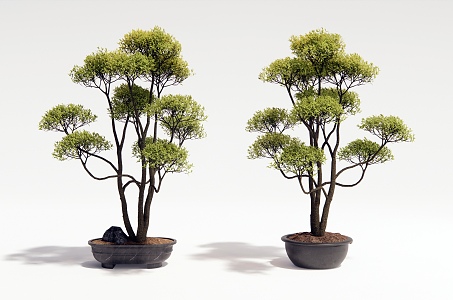 plant potted plant green plant bonsai landscape tree 3d model