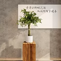Elegant Indoor Bonsai Plant In White Pot On Wooden Stand Against Gray Wall With Calligraphy