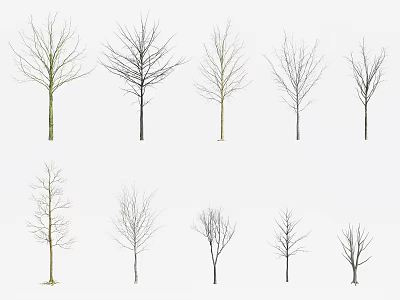 Different Bare Arbor Trees With Various Branch Structures Isolated On White 3d model