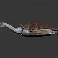Detailed View Of Sea Turtle Organs Shell Flippers And Head Structure