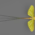 Green Mayfly With Long Antennae Large Transparent Wings And Reflection On Smooth Surface