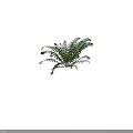Lush Fern Plant With Feathery Green Fronds And Curled New Shoots
