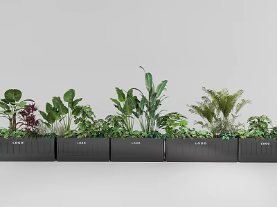 Plant Combination With Various Green Leafy Plants And Ferns In Black Rectangular Planters 3d model