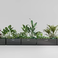 Plant Combination With Various Green Leafy Plants And Ferns In Black Rectangular Planters