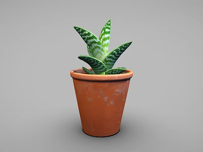Potted Plant With Green And White Striped Leaves In Orange Terracotta Pot 3d model