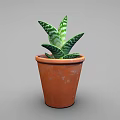 Potted Plant With Green And White Striped Leaves In Orange Terracotta Pot