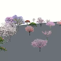 Diverse Arbor Trees With Pink Purple Green And Red Foliage For Landscape Design