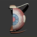 Detailed Human Eyeball 3D Model Showing Anatomical Structure With Iris Blood Vessels And Muscles
