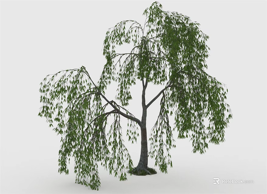 Weeping Willow Tree With Long Hanging Branches And Green Leaves 3d model 