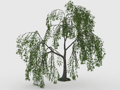 Weeping Willow Tree With Long Hanging Branches And Green Leaves 3d model