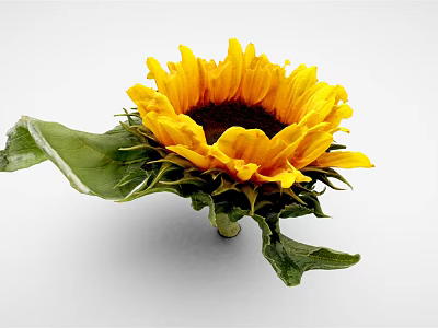 Beautiful Sunflower With Bright Yellow Petals Dark Center Green Leaves And Fresh Stem 3d model