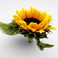Beautiful Sunflower With Bright Yellow Petals Dark Center Green Leaves And Fresh Stem