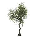 Natural Garden Tree With Curved Trunk And Lush Green Leaves In View