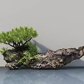 Green Pine Needle Bonsai Plant with Rock Base Moss on Smooth Surface Gray Background 3d model