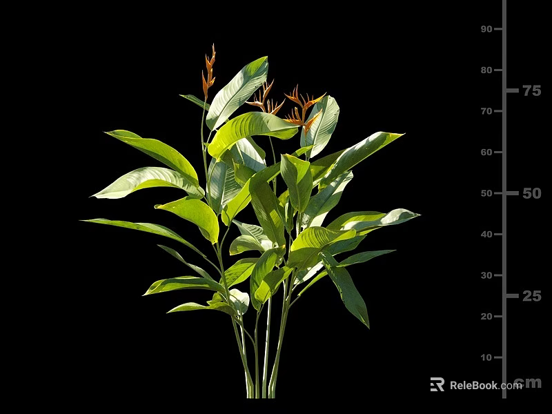 Vibrant Green Plant With Lush Leaves And Stems Measuring Height In Cm 3d model 