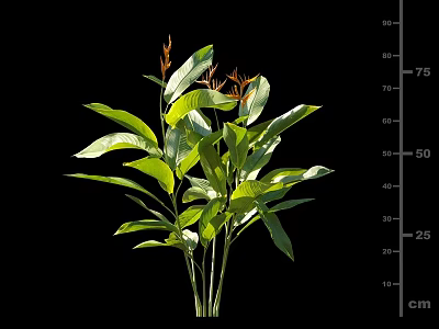Vibrant Green Plant With Lush Leaves And Stems Measuring Height In Cm 3d model