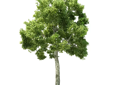 Lush Green Arbor With Dense Foliage And Strong Healthy Trunk 3d model