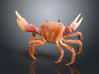Orange Pink Crab With Large Claws Isolated On Dark Background Front View 3d model