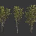 Three Arbor Trees With Green Foliage Trunks And Human Silhouette For Scale 3d model
