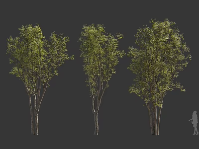 Three Arbor Trees With Green Foliage Trunks And Human Silhouette For Scale 3d model