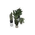Stylish Indoor Plants In Black White Beige Ceramic Pots With Metal Stands