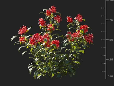 Vibrant Red Flowers With Lush Green Leaves On Fresh Healthy Plant 3d model