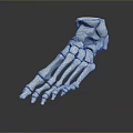 3D Rendered Foot Bone Model As Medical Device For Anatomical Education