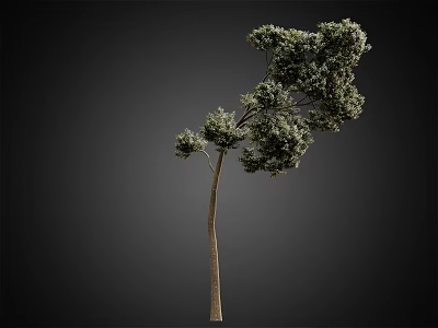 Tall Arbor With Single Trunk And Lush Green Foliage On Dark Background 3d model