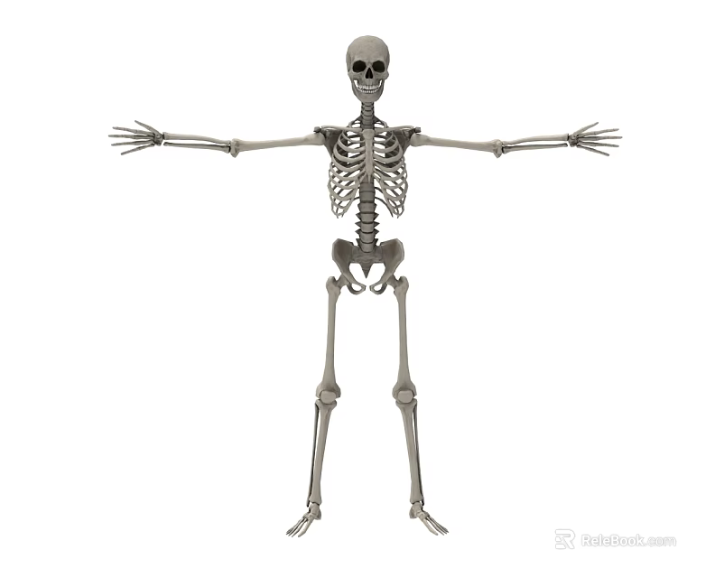 Game And Movie Character Skeleton Model Standing With Open Arms 3D Design 3d model 