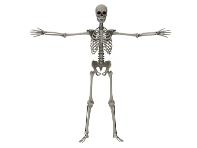 human skeleton 3d model