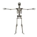 Game And Movie Character Skeleton Model Standing With Open Arms 3D Design