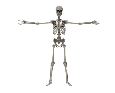 human skeleton 3d model