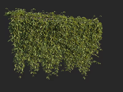 Lush Green Leafy Vines With Dense Hanging Foliage For Natural Decor 3d model