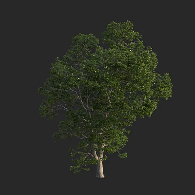 Arbor Tree With Lush Green Foliage And Healthy Trunk In Natural Setting 3d model