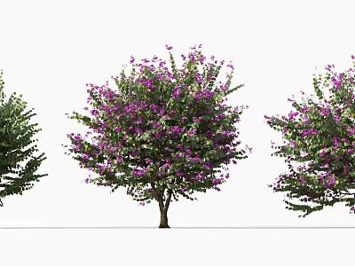 Blooming Ornamental Arbor With Vibrant Purple Flowers Lush Foliage And Varied Shapes 3d model