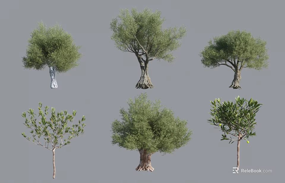 Various Types Of Olive Trees With Distinct Trunk Shapes And Lush Foliage 3d model 