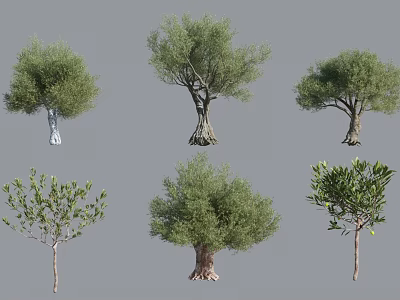 Various Types Of Olive Trees With Distinct Trunk Shapes And Lush Foliage 3d model