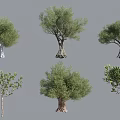 Various Types Of Olive Trees With Distinct Trunk Shapes And Lush Foliage