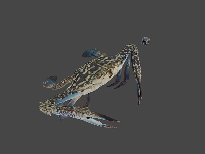 Realistic 3D Rendering Of Blue Spotted Crab With Extended Claws And Legs 3d model